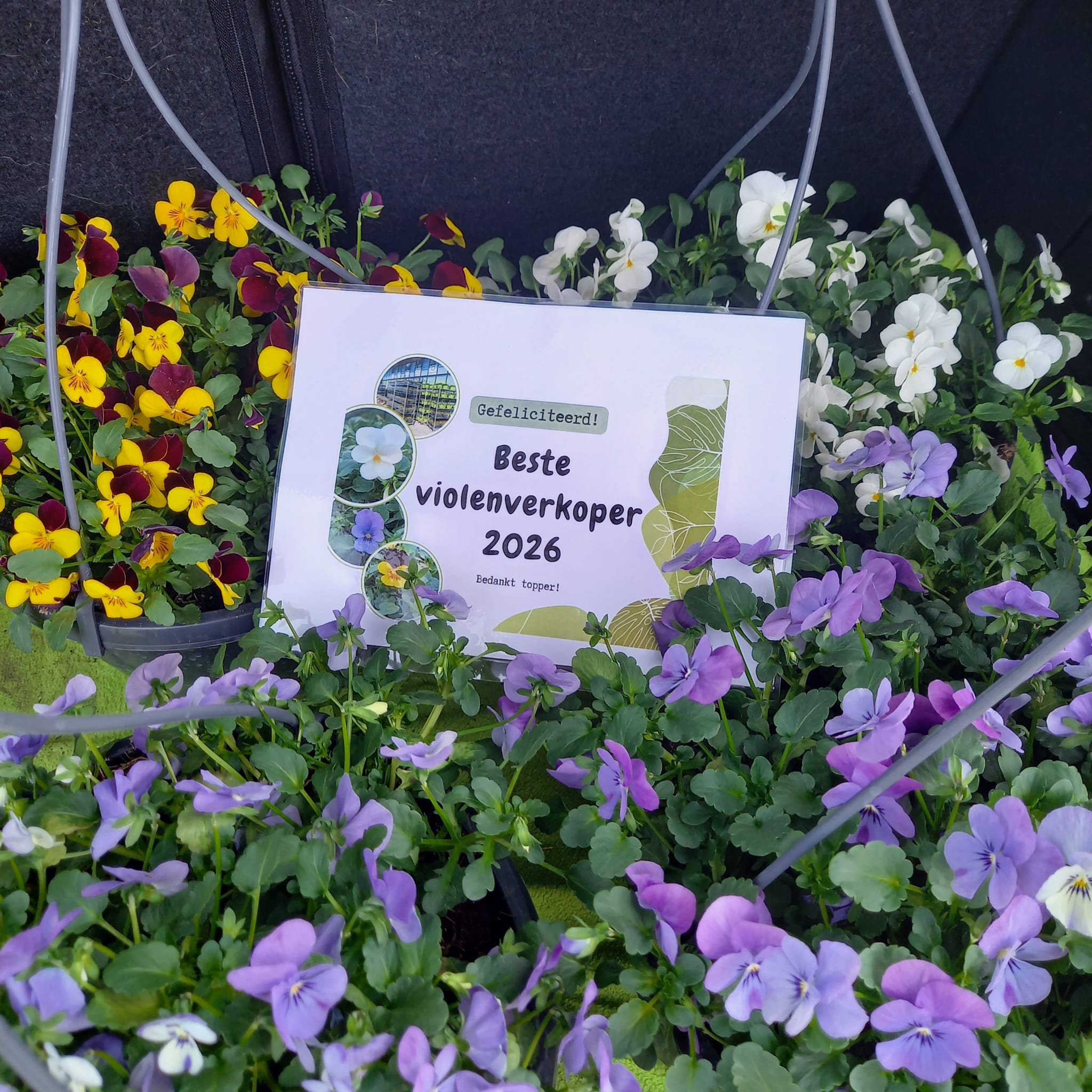 Violenactie 2026 zeer geslaagd!